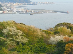 ♪山桜が咲く山　披露山