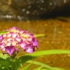 ♪梅田スカイビル庭園♪　June-2nd MON