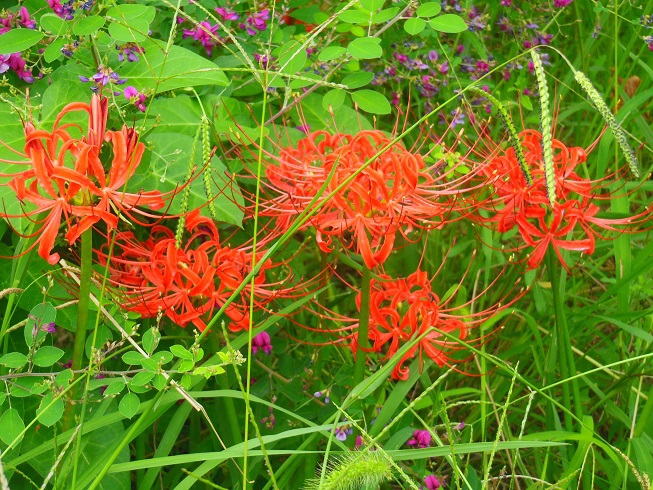 ♪草と彼岸花～芝公園