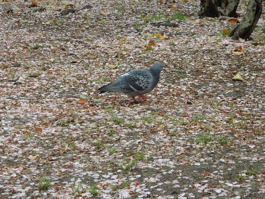 ♪散った桜とハト～鶴舞公園