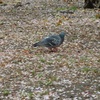 ♪散った桜とハト～鶴舞公園