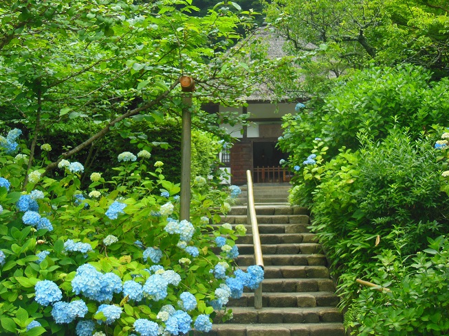 ♪明月院♪