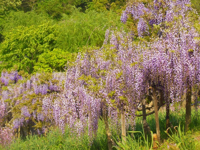 ♪藤～衣笠菖蒲園♪