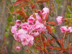 ♪披露山公園の八重桜