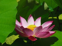 ♪鶴舞公園の蓮