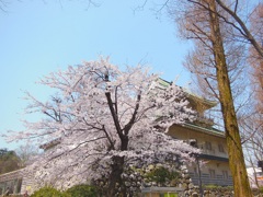 ♪桜　富山城址公園
