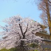 ♪桜　富山城址公園