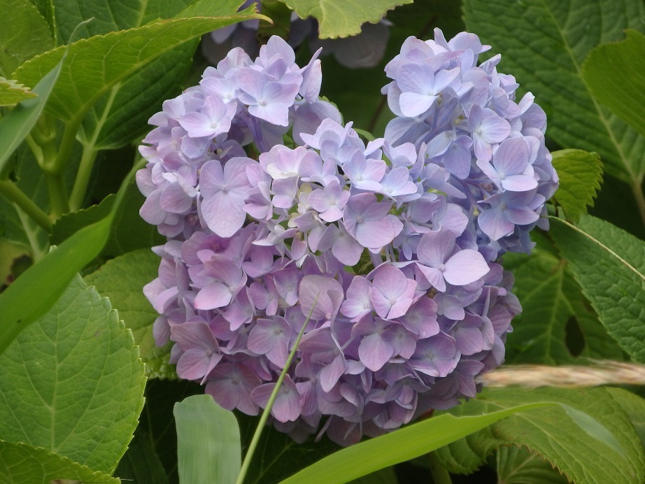 ♪葉山あじさい公園～ハート♪