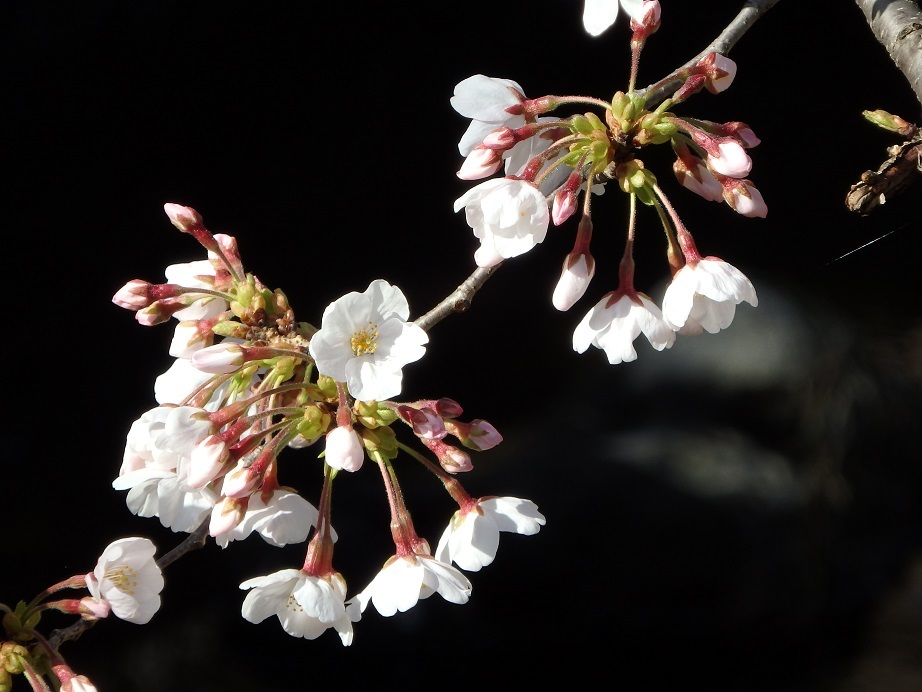 ♪宿河原の桜＾＾