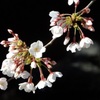 ♪宿河原の桜＾＾