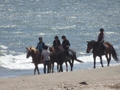 ♪三浦海岸の乗馬＾＾