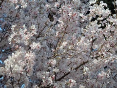 ♪小彼岸桜～グランドプリンス高輪＾＾