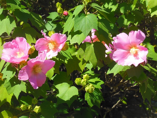 夏のお花がまだ元気^^