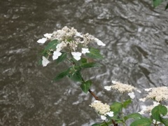 ♪京都高瀬川～紫陽花