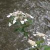 ♪京都高瀬川～紫陽花