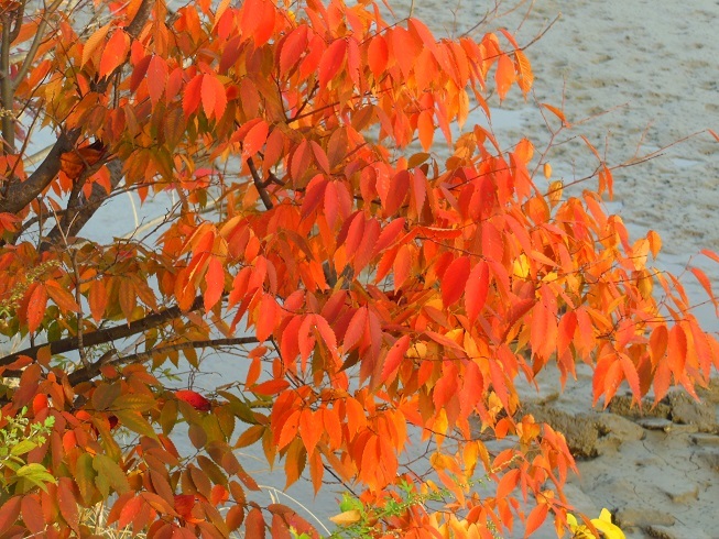 ♪紅葉　広島