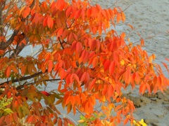 ♪紅葉　広島