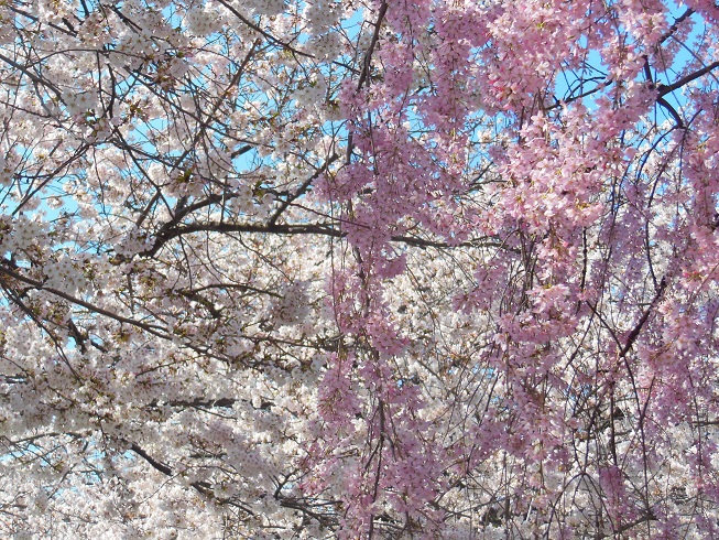 ♪ソメイヨシノと枝垂れ桜～隅田川