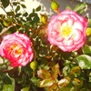 ♪薔薇の季節