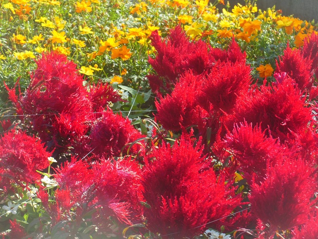 鶴舞公園～花壇