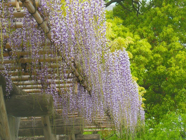 藤♪　芝離宮