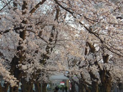 ♪駅前桜　こどものくに♪