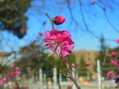 ♪紅梅～鶴舞公園