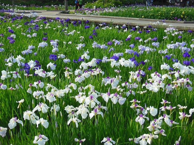 ♪衣笠菖蒲園♪