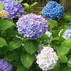 ♪紫陽花、紫、白、青^^v