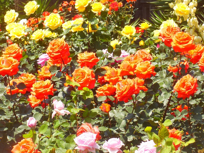 ♪旧古河庭園の薔薇