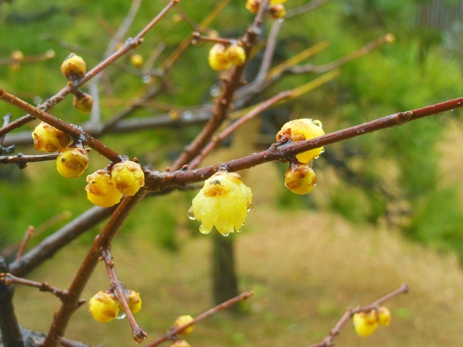 ♪蝋梅～芝離宮恩賜庭園