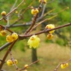 ♪蝋梅～芝離宮恩賜庭園