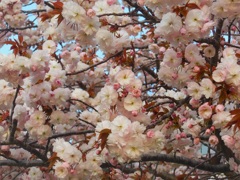 ♪満開の八重桜♪