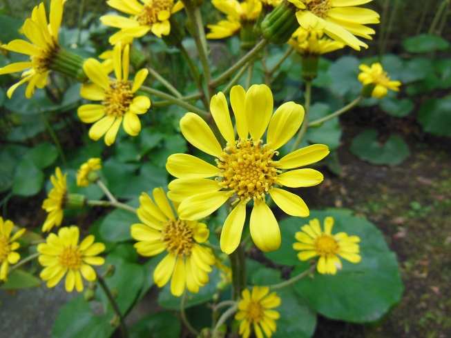 蕗の花～グランドプリンス高輪