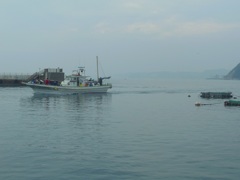 葉山漁港　釣り船が帰ってきました^^