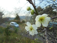 ♪梅～葉山町