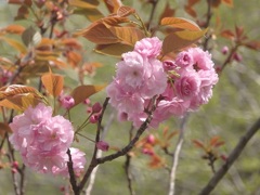 八重桜～逗子