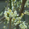 ♪白梅～黒崎城址公園