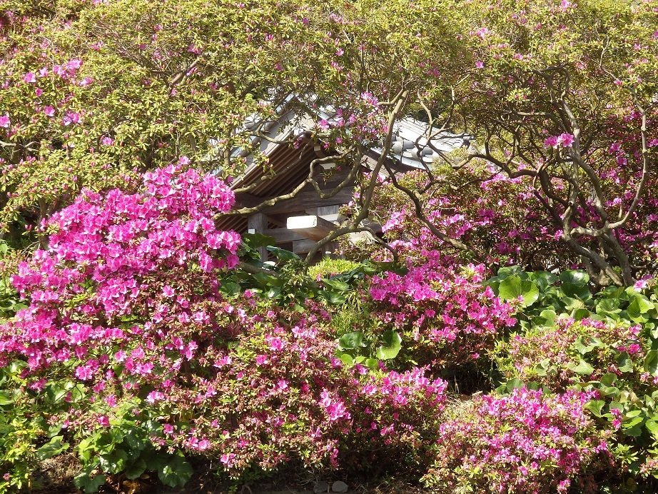 ♪安養院～鎌倉