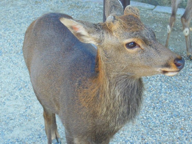 ♪興福寺の鹿＾＾