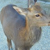 ♪興福寺の鹿＾＾