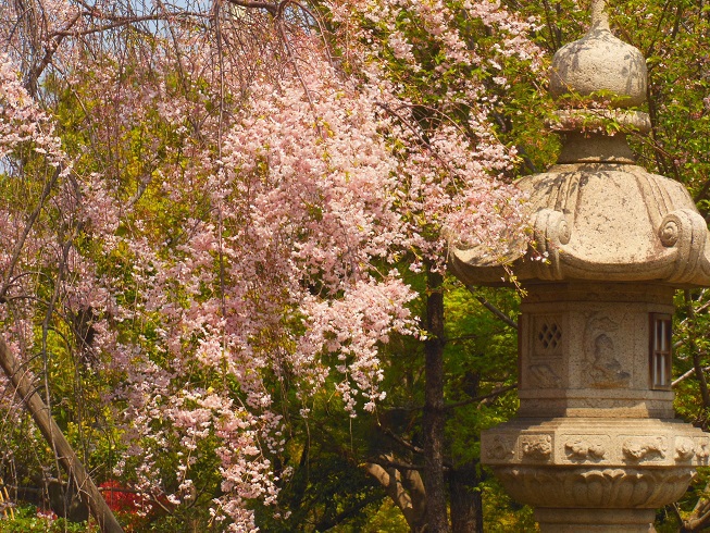 枝垂れ桜