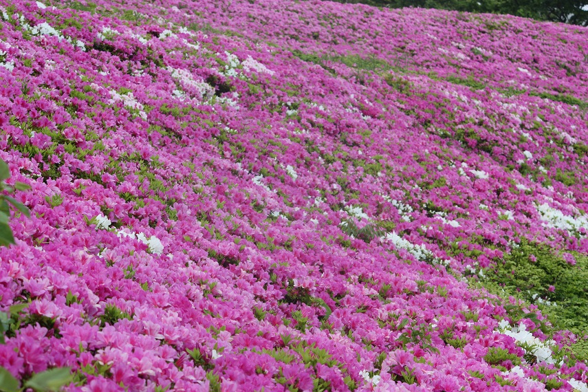 ♪湘南国際村♪