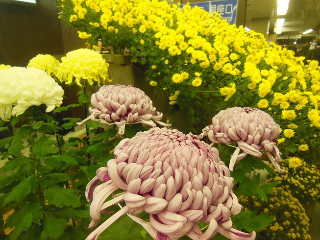 駅前菊♪　新橋駅