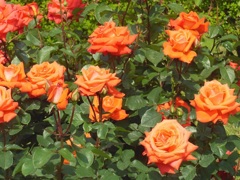 オレンジの薔薇♪　日比谷公園