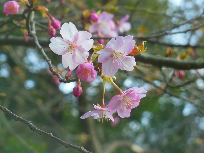 ♪近所の河津桜～逗子