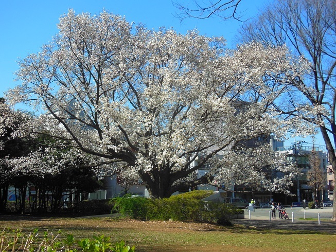 ♪コブシの大樹～駒沢公園