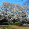 ♪コブシの大樹～駒沢公園