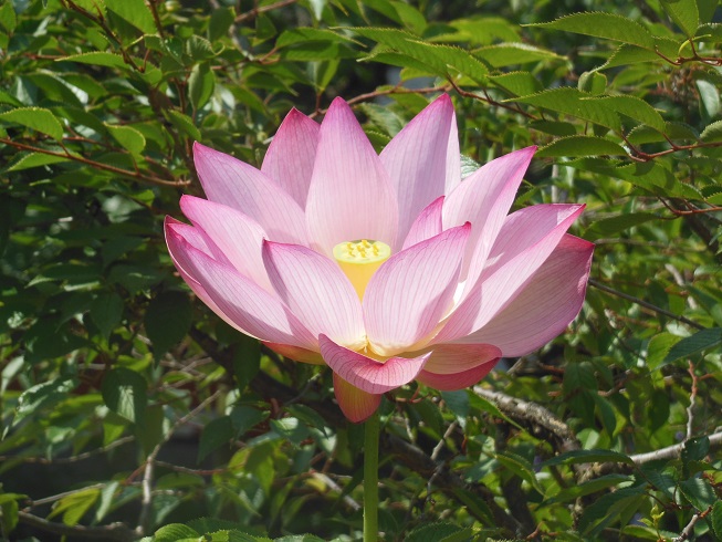 古代蓮　八王子市