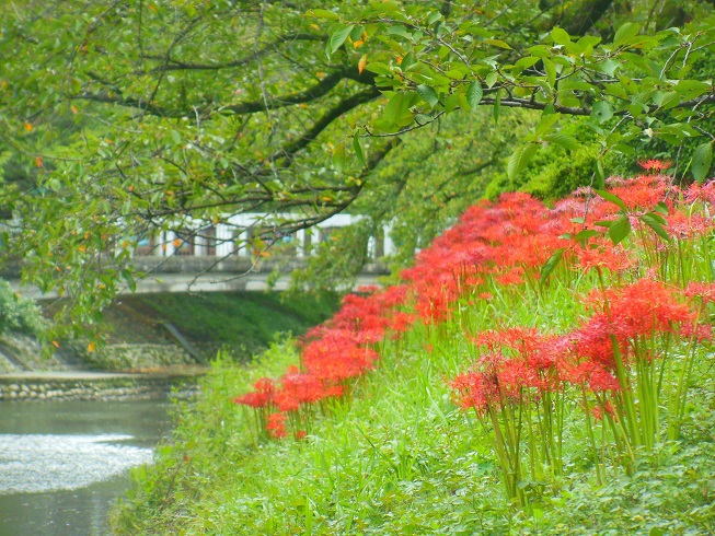 ♪富山市松川＾＾